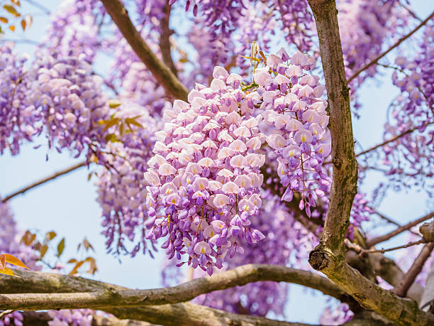 istock Spring flowers series, purple Wisteria 487128413