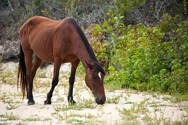 Wild horse (Spanish Mustang) on a sandy beach stock photo