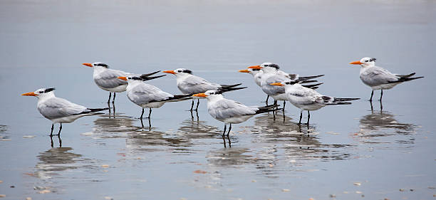 Several Royal Terns (Thalasseus maximus) on a beach stock photo