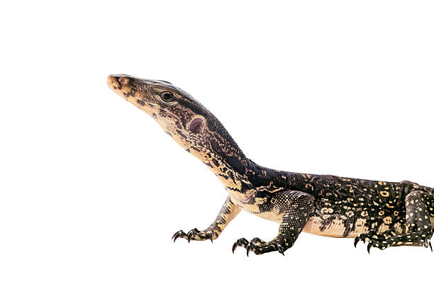 istock Asian Water Monitor 487130594