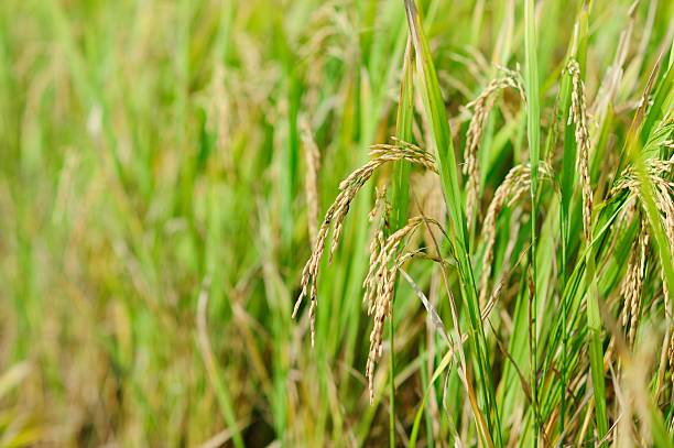 istock Rice. Spikelet of rice. Thailand 487131048