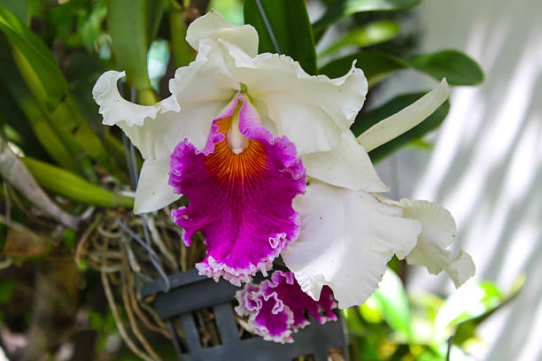 istock White  cattleya tropical flowers 487132052