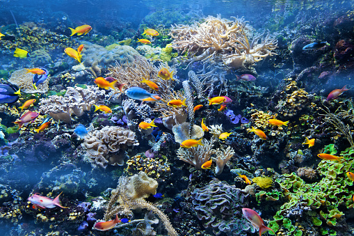 Aquarium with plants and tropical colorful fishes.