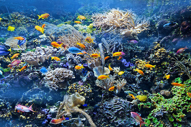 Aquarium Aquarium with plants and tropical colorful fishes. fish tank photos stock pictures, royalty-free photos & images