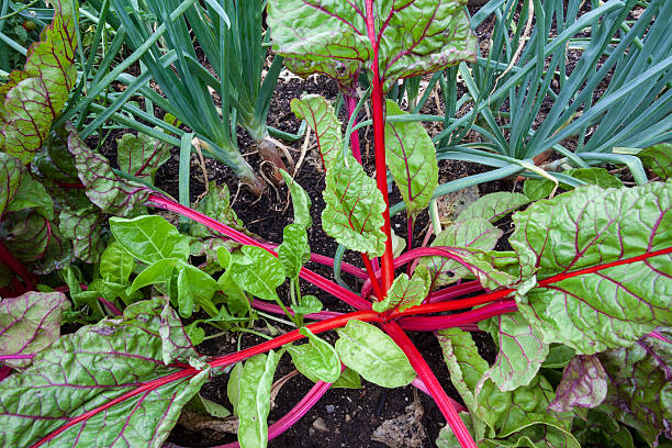 istock Vegetables growing in garden beds 487132524