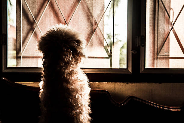 istock Puddle dog in rear view. 487132726