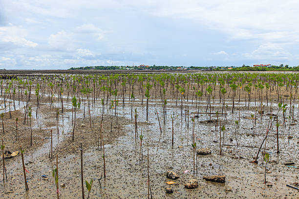 Young mangrove trees. stock photo