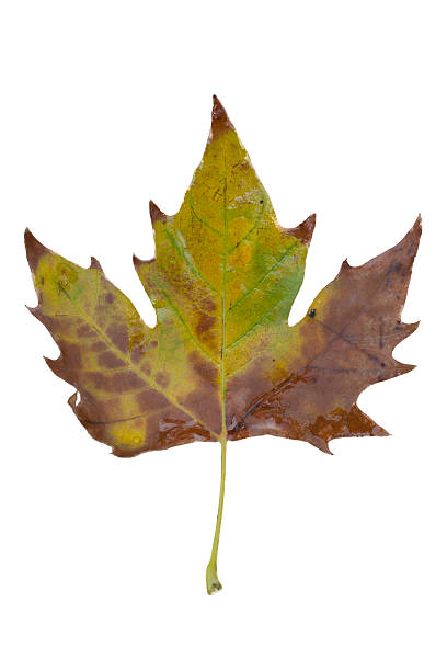 istock Colorful autumn sycamore leaf isolated on white 487133392