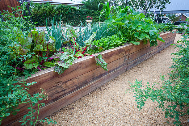 istock Backyard vegeatble garden beds. 487133442