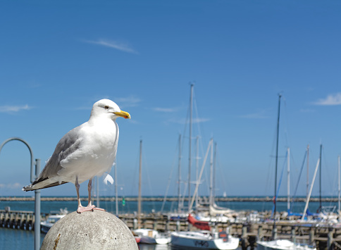 Seagull standing on the pillar in the marina in Warnemuende, Germany
