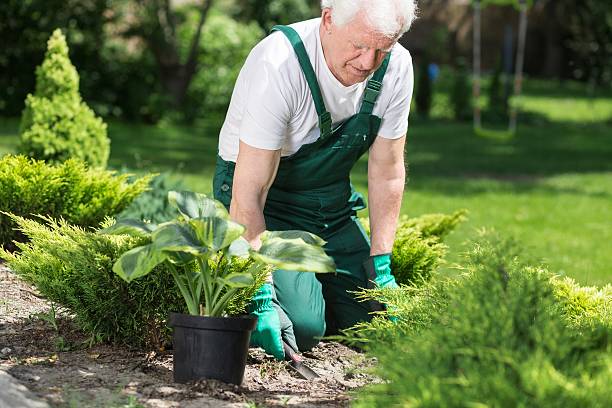 istock Elder man working in garden 487133650