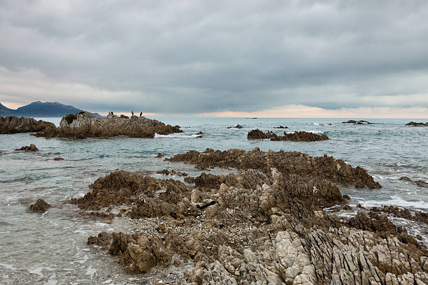 ptaki na skały na brzegu oceanu - marlborough region zdjęcia i obrazy z banku zdjęć