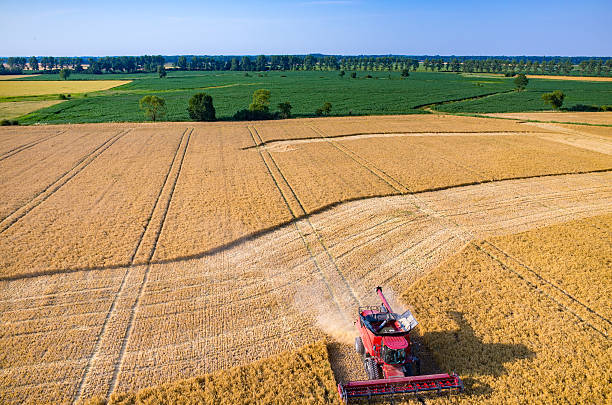 istock Combine working on the wheat field 487138296
