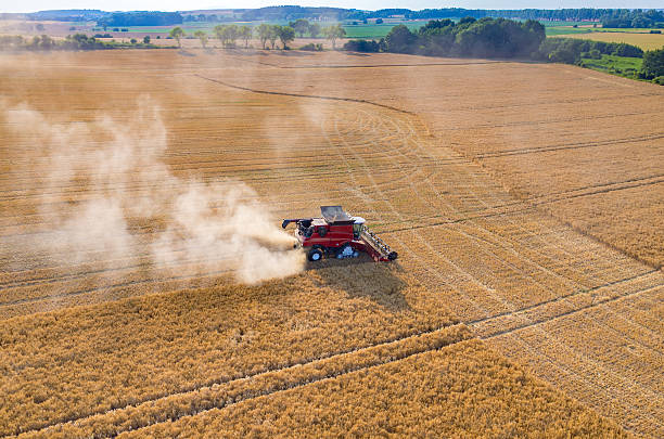 istock Combine working on the wheat field 487138298