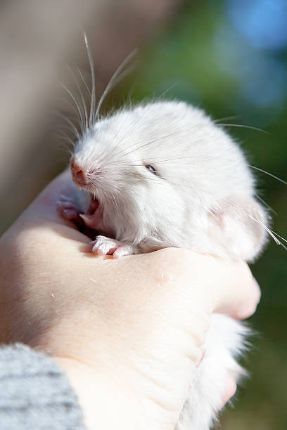 istock Little chinchilla in the hand 487138374