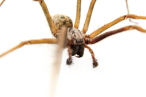 A Macro Photograph Of A Giant House Spider On A White Background
