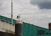 Seagull standing on a pole