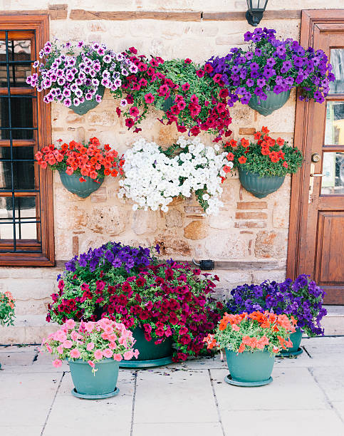 istock flowers on flowerpot ,spring time flowers 487139500