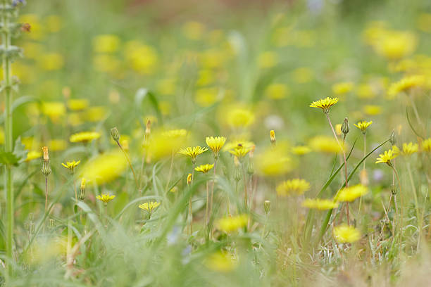 istock yellow and purple meadow flowers 487139780