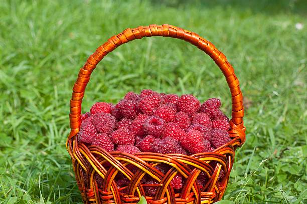 istock Fresh raspberries in the basket 487140316