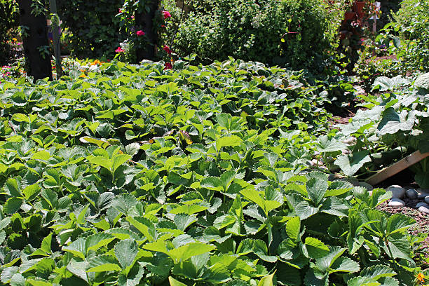 istock Young strawberry garden 487143354
