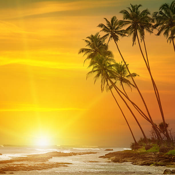 istock sunrise, tropical palm trees and ocean 487143686