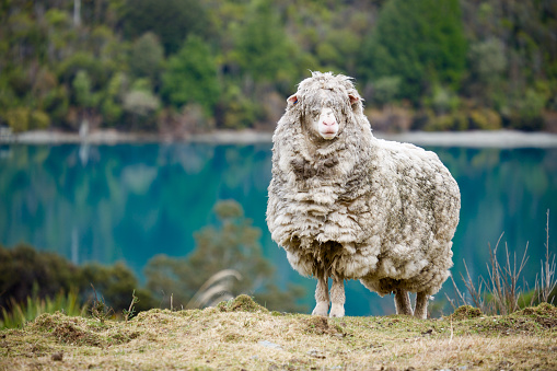 An overly woolly sheep looks across the paddock with turquoise waters in the background.