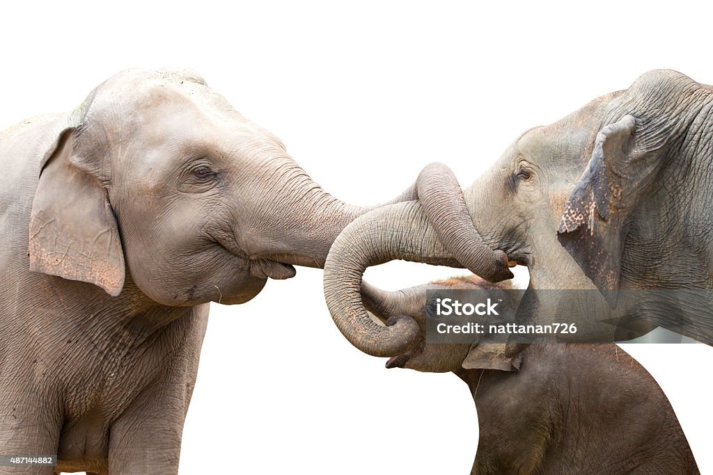 elephant, elephant kiss each other on a white background. 2015 Stock Photo