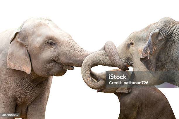 Elephant Stock Photo - Download Image Now - 2015, Affectionate, Africa