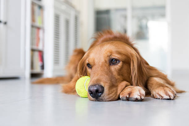 istock the golden retriever 487148808