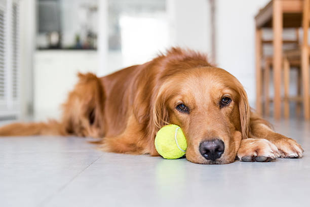 istock the golden retriever 487148898