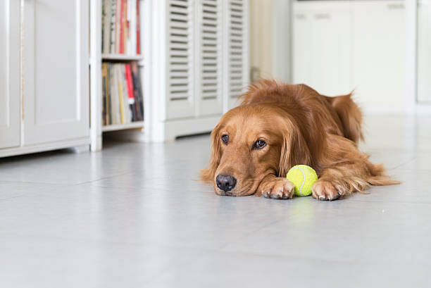 istock The golden retriever 487149478