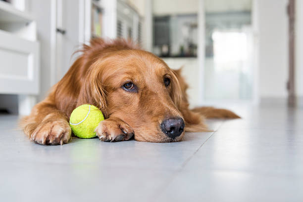 istock The golden retriever 487149696