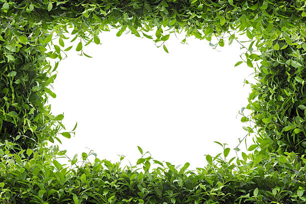 istock Green leaves frame isolated on white background 487149850