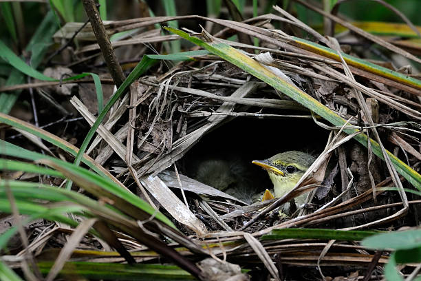 Baby bird of Wood Warbler in the nest Wood Warbler (Phylloscopus sibilatrix) chicks in the nest. Moscow region, Russia wood warbler phylloscopus sibilatrix stock pictures, royalty-free photos & images
