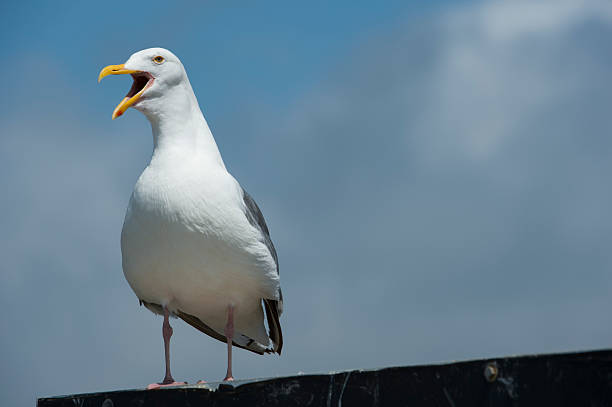 istock Sea Gull Resting on Shore Side Sign 487152668