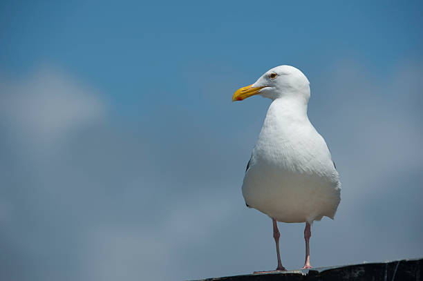 istock Sea Gull Resting on Shore Side Sign 487152670