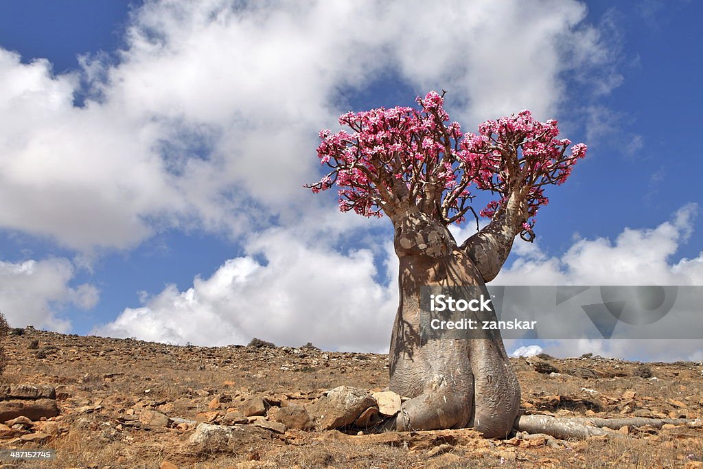 Bottle tree - endemic of Socotra Island Bottle tree - adenium obesum – endemic tree of Socotra Island Socotra Stock Photo