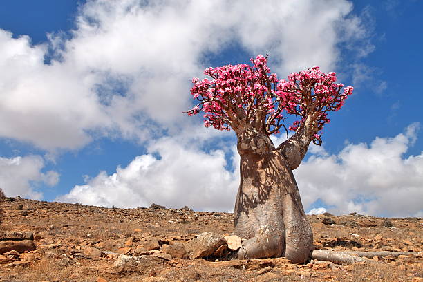 Bottle tree - endemic of Socotra Island Bottle tree - adenium obesum – endemic tree of Socotra Island adenium obesum stock pictures, royalty-free photos & images