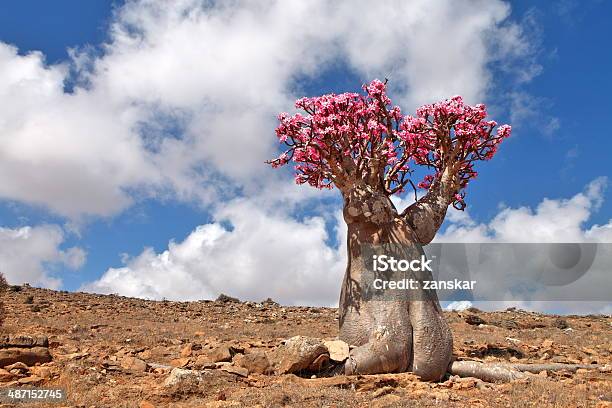 Bottle Tree Endemic Of Socotra Island Stock Photo - Download Image Now - Socotra, Adenium Obesum, Baobab Tree