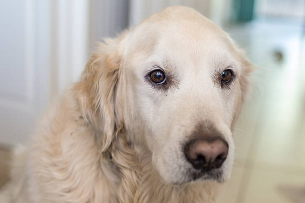 istock Puppy Dog Eyes 487152877