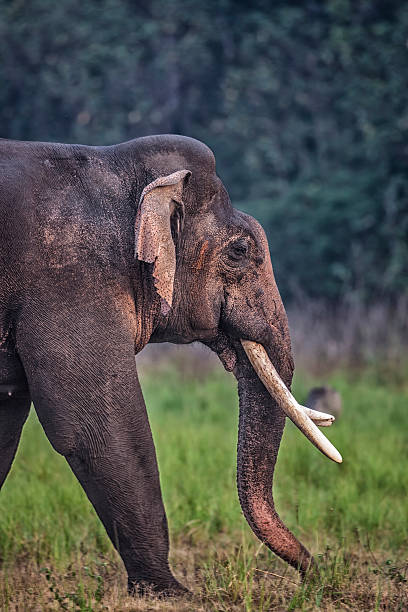 elephant in india - jim corbett national park 個照片及圖片檔