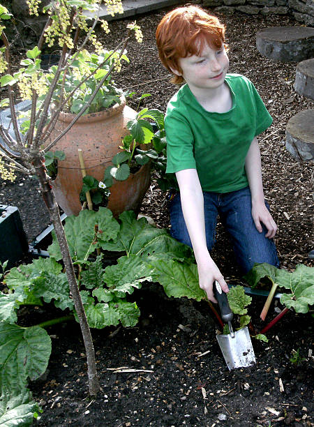 istock Image showing a boy weeding in a vegetable garden 487153177