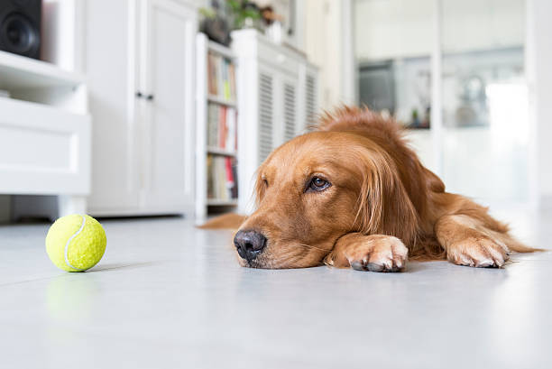 istock The golden retriever 487153236