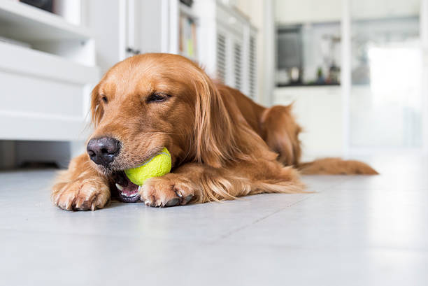 istock The golden retriever 487153238