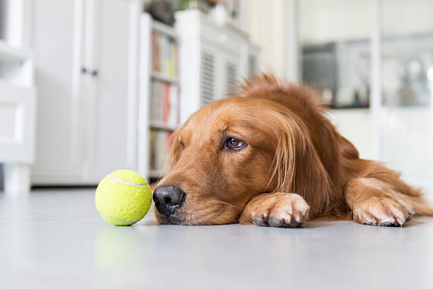 istock The golden retriever 487153240