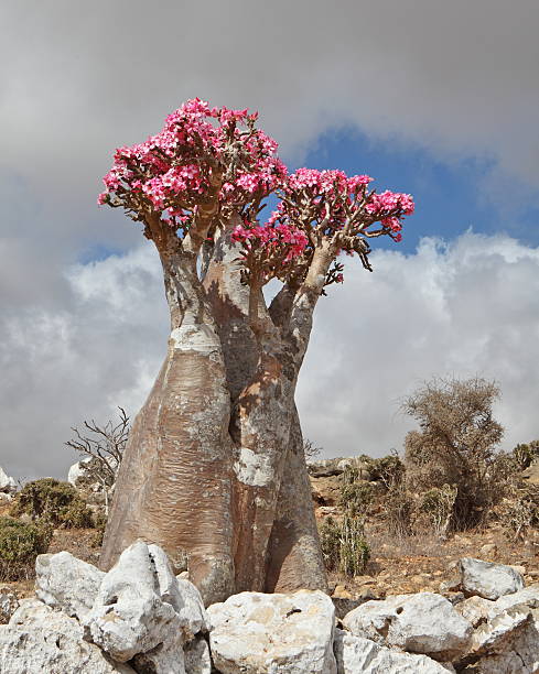 istock Bottle tree - endemic of Socotra Island 487153303