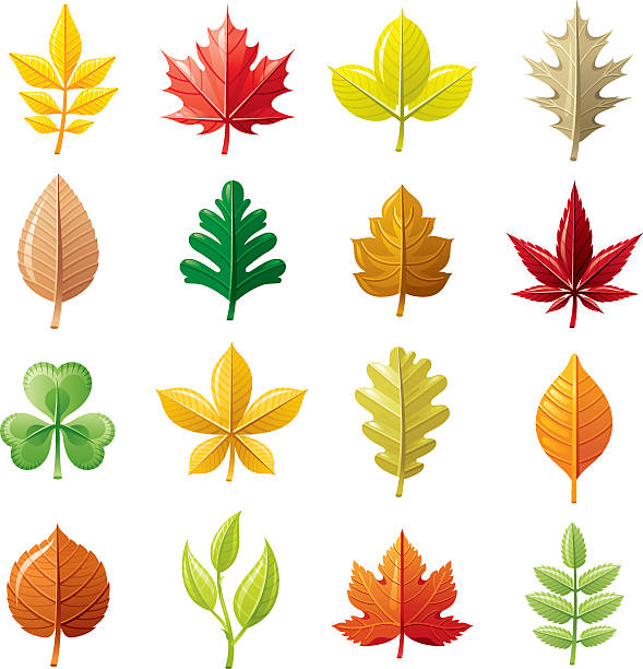 ilustraciones, imágenes clip art, dibujos animados e iconos de stock de icono de leafs - tree hawthorn isolated cut out
