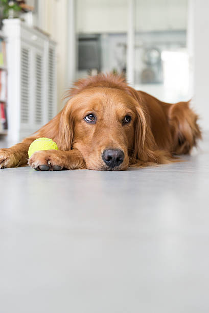 istock The golden retriever 487153662