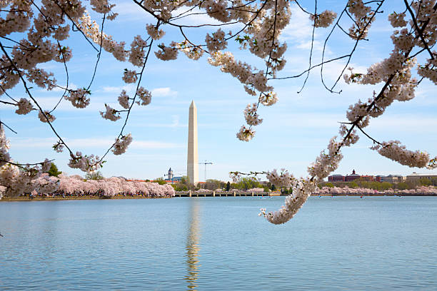 istock Washington DC Cherry Blossom Festival 487154195